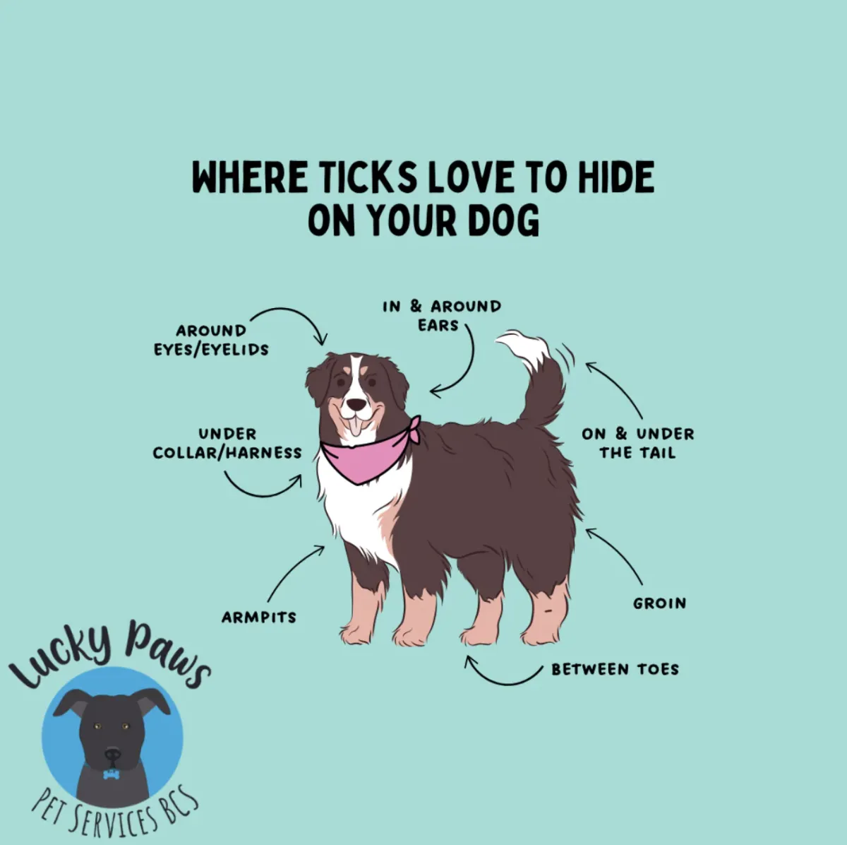 Don't Let These Tiny Hitchhikers Bug Your Best Friend! Tick Hotspots Every Dog Owner Should Know