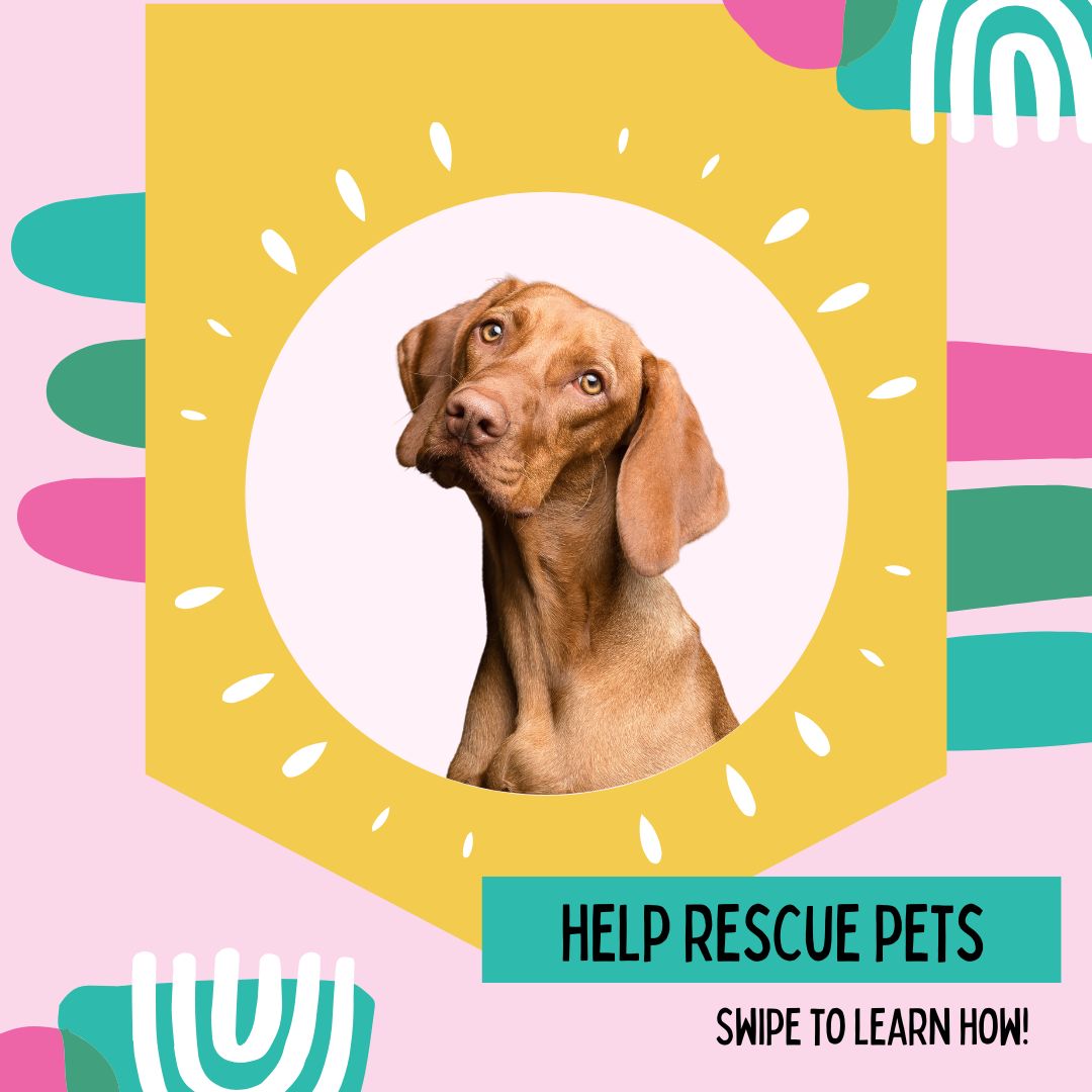 Can't Foster? Here's How Else You Can Help Local Rescues