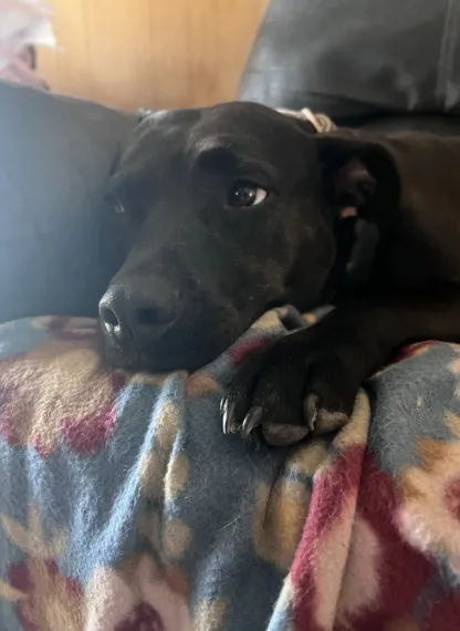 When Pets Grieve, Too: What Amara Taught Us About Loss