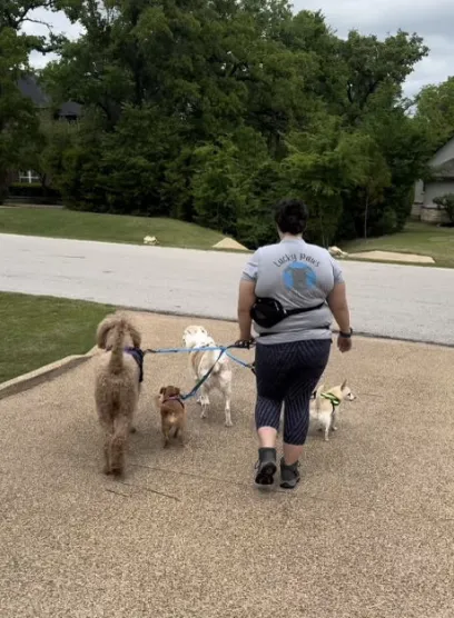 Choosing a Professional Dog Walking Service: 5 Tips for New Pet Parents