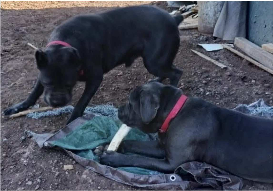 men's brown weimaraner dog on gray asphalt road