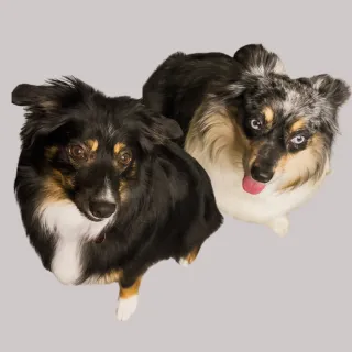 Aussie Duo Life | Pet UGC & Lifestyle Creator