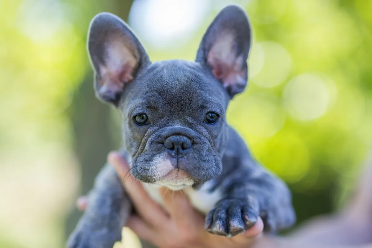 Frenchie from puppy mill
