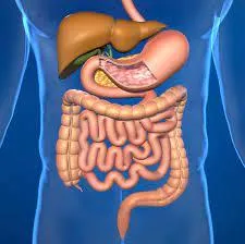 abdoax digestive system result