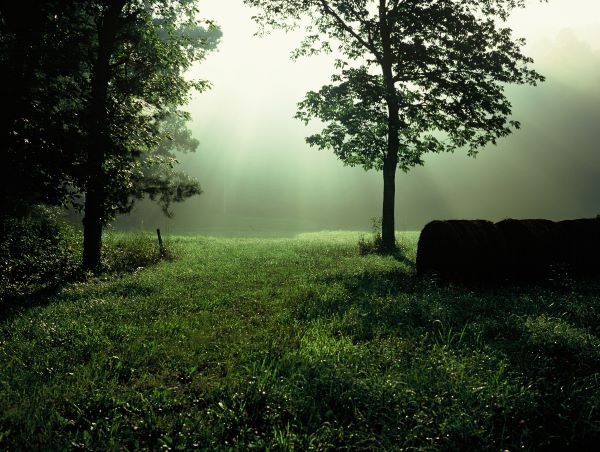 Photo of sunbeams through trees in Gip, WV by Betty Rivard at Gallery Eleven in Charleston WV