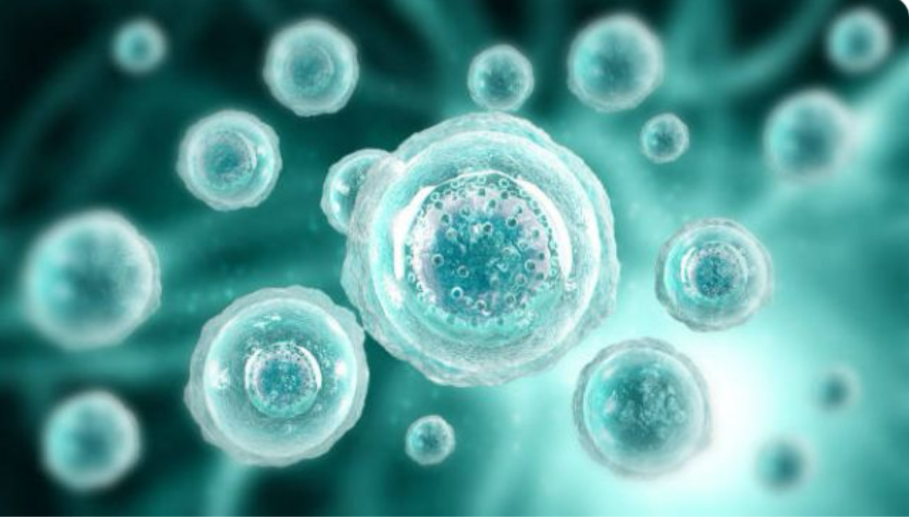 Femme de 48 ans, assise sur un canapé, l’air pensive, regardant par la fenêtre. La lumière douce éclaire un salon cosy, décoré de coussins et de plantes. L’ambiance traduit la lassitude et la réflexion après de nombreux échecs de régimes, tout en restant élégante et authentique.