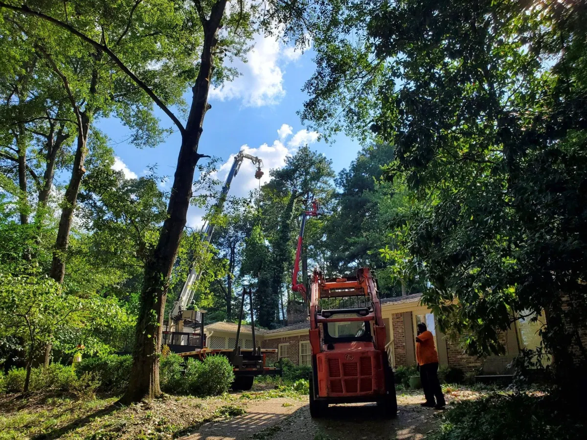 Garrison McKinney | Tupelo Crane Tree Removal