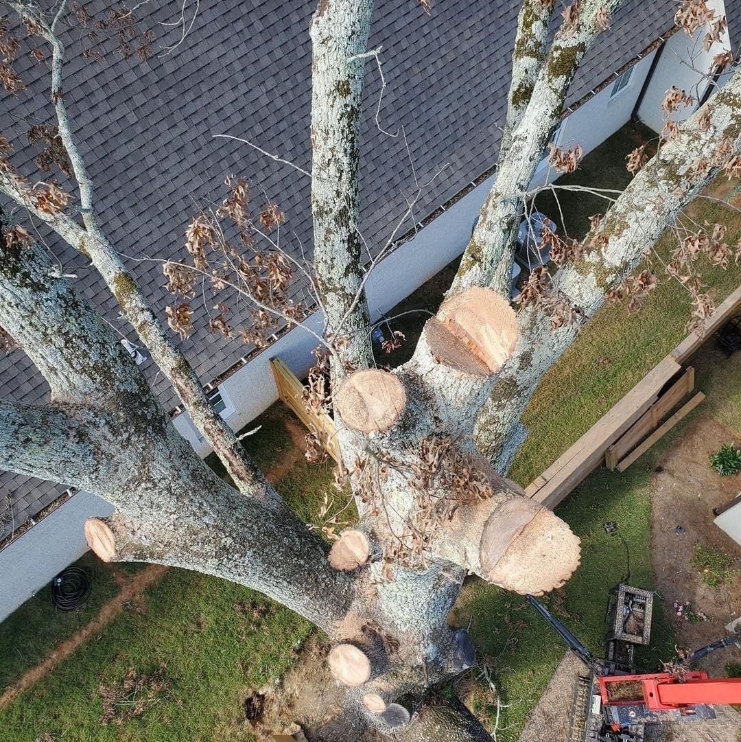 "Expert tree pruning by Garrison McKinney Tree Service. Our skilled professionals carefully trim and shape trees to enhance their health, aesthetics, and safety. Trust us for professional tree care in Tupelo and North Mississippi. Family owned and operated since 2015."