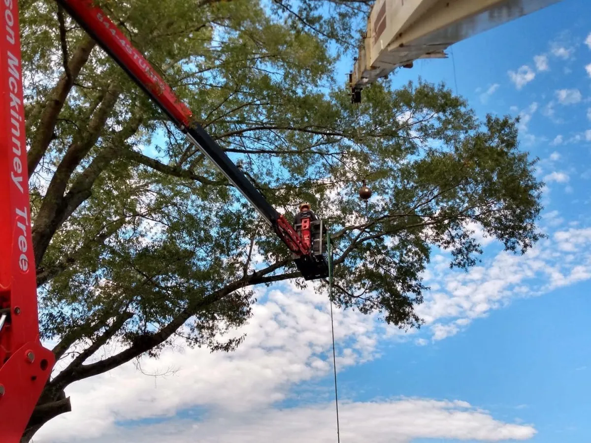 Expert Tree Pruning Services by Garrison McKinney Tree Service – Top-Rated Tree Care Team in Tupelo and North Mississippi. Enhance the health and beauty of your trees with our professional tree pruning services. Trust us for quality tree care and maintenance.