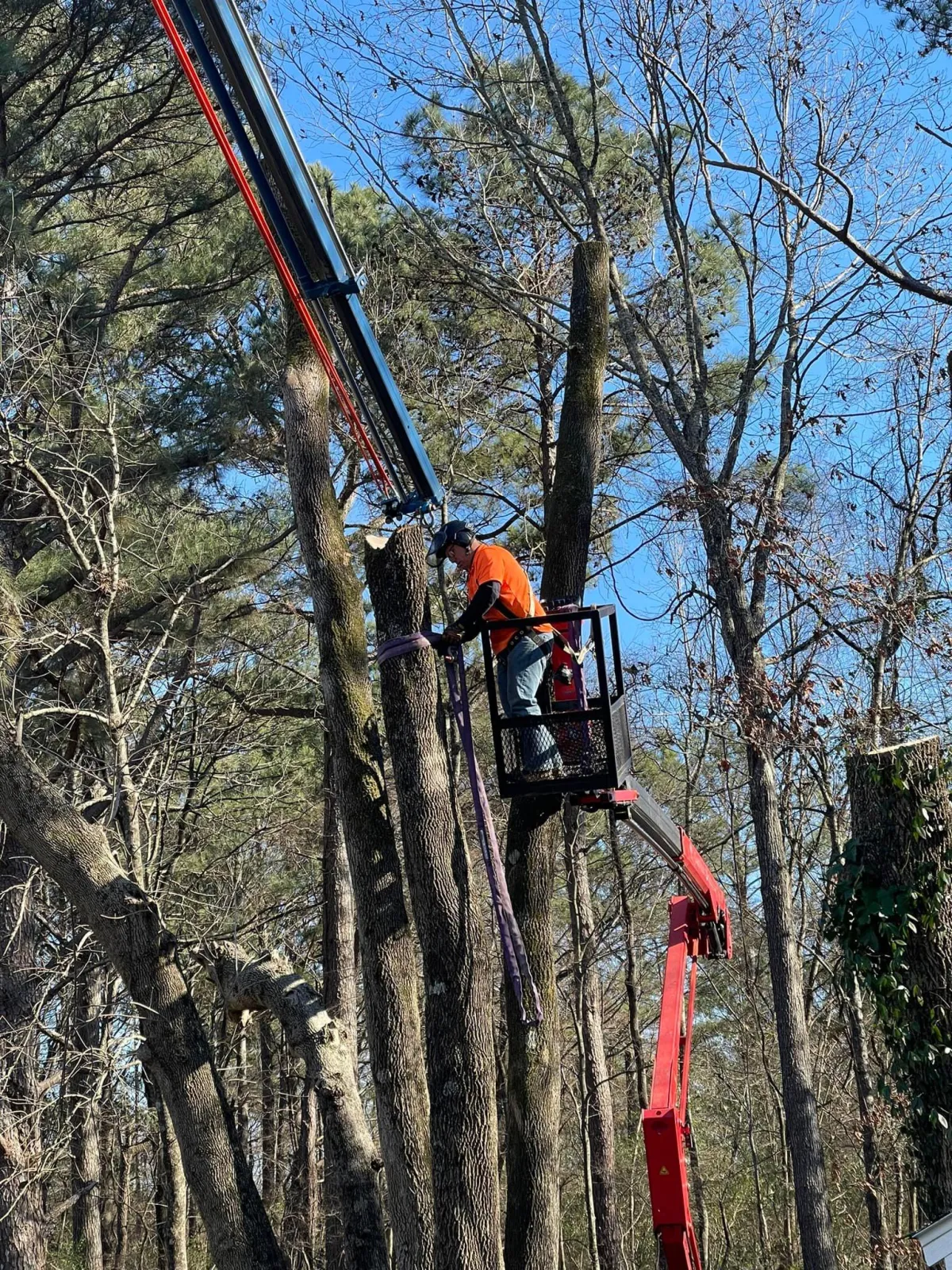 Expert Tree Cabling and Bracing Services by Garrison McKinney Tree Service – Strengthening Nature's Beauty. Our skilled team offers precision cabling and bracing solutions to enhance the structural integrity of your trees. Trust us for professional care and support to preserve and protect your trees.
