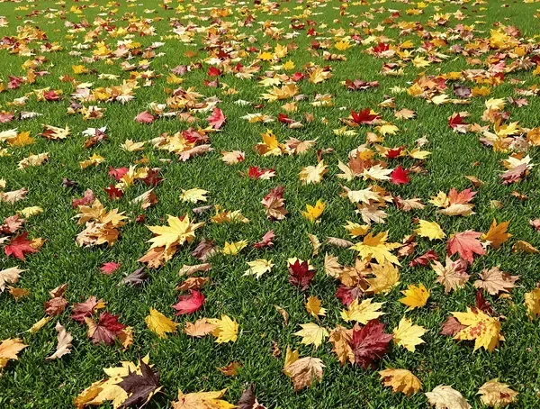 commercial-landscape-maintenance-grande-prairie-office-building-professional-grounds-keeping-corporate-property-pww-services-prestige-worldwide
