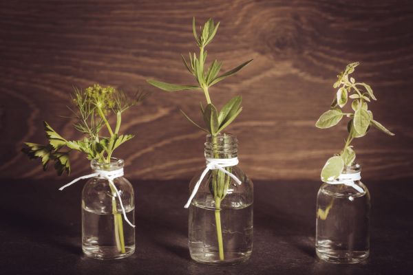 Ashwagandha vs Rhodiola: energía real según tu ritmo
