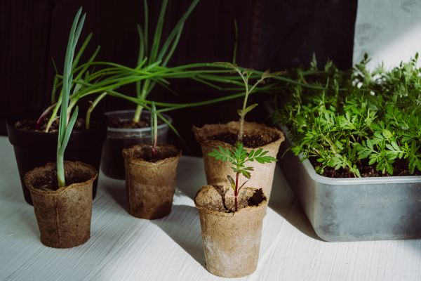 Top 5 adaptógenos para regular tu estrés y energía diaria