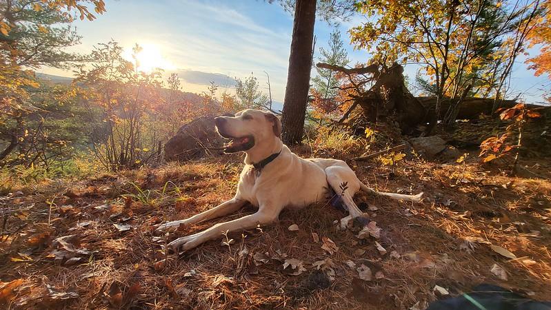 Dog relaxing on a forest cliff during sunset in the Outaouais, Quebec, at a pet-friendly cabin rental with fall colours in the background