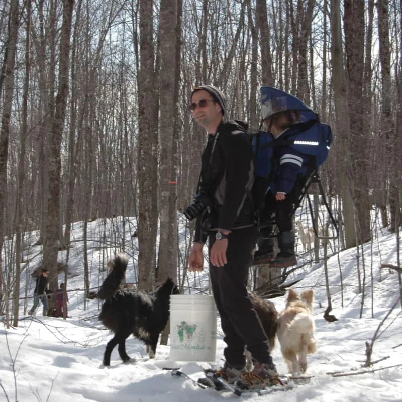 Man carrying a sap bucket with child in backpack carrier and dogs walking through snowy maple forest at Off Grid Ark in Quebec