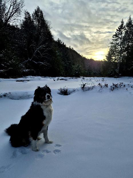 Snowshoe the lake with your off-leash pet.
