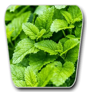 VidaCalm Ingredients Lemon Balm