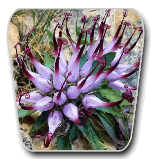 VidaCalm Ingredients Devil’s Claw