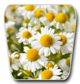 VidaCalm Ingredients Chamomile