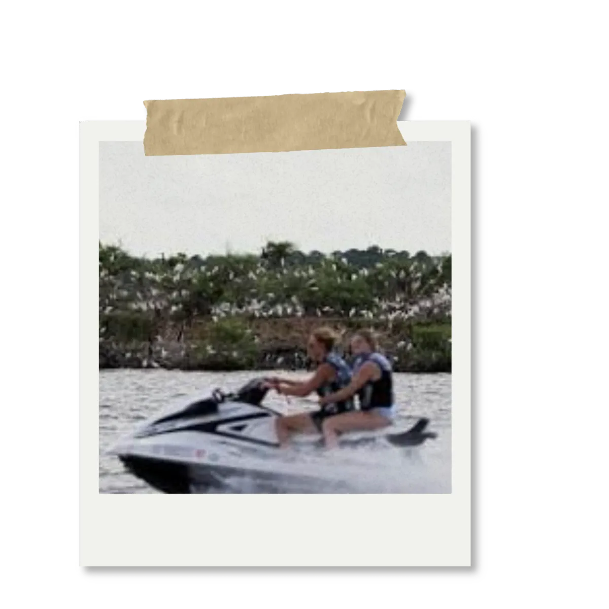 blue and green peacock feather