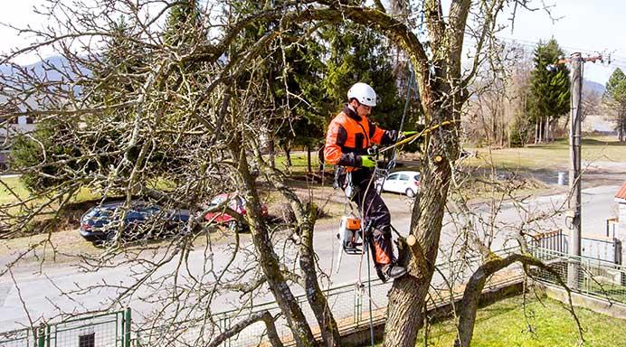 tree services hamilton nz