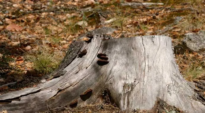 stump grinding hamilton nz