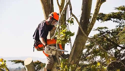 Tree Removal Hamilton nz