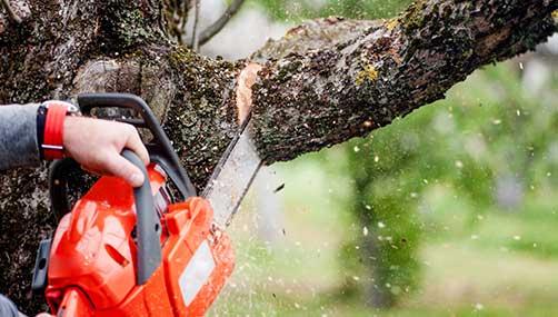 arborist tree trimming hamilton