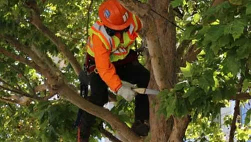 storm damage cleanup in hamilton city