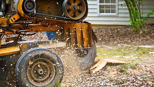 stump removal hamilton nz