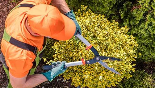 tree pruning hamilton