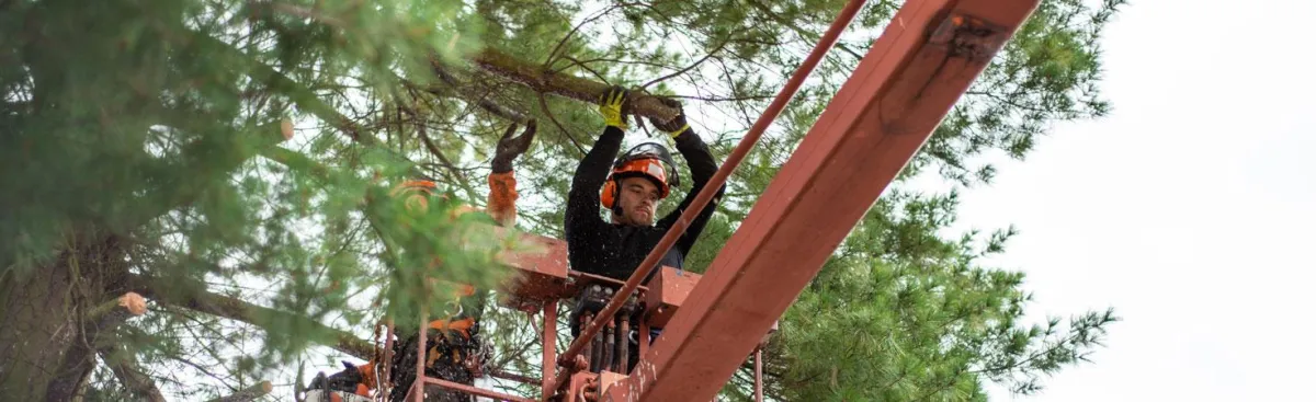 tree removal hamilton, nz, waikato