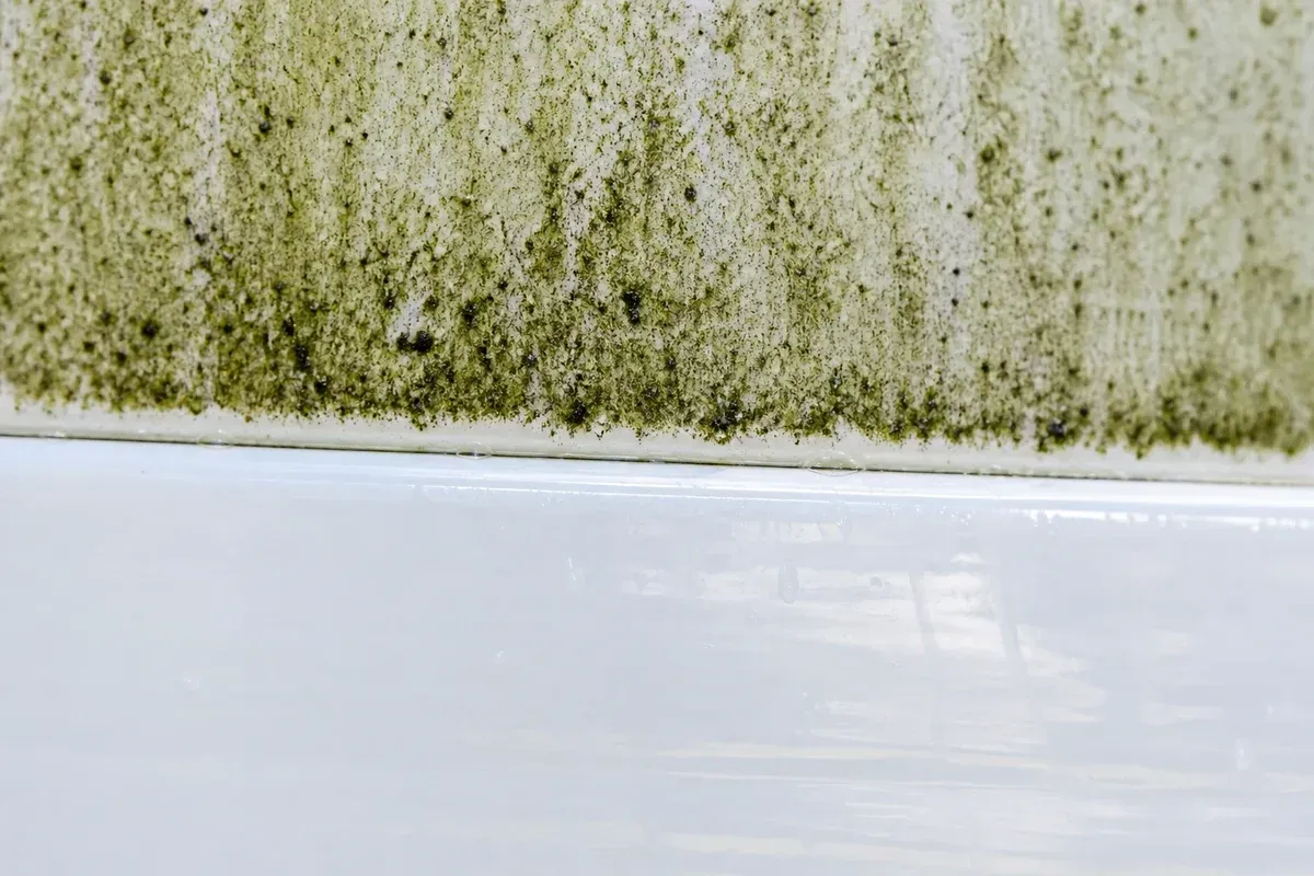 Eustis Fence Cleaning