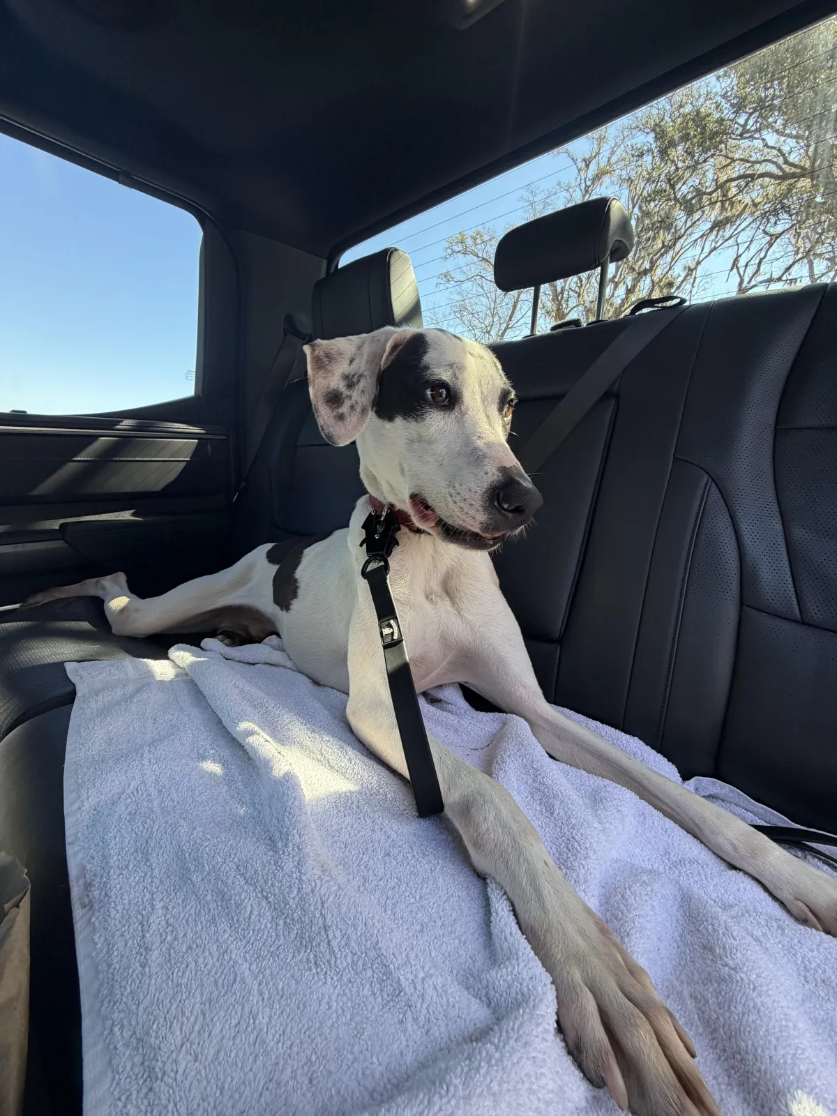 Cowboy the mold detection dog on location in Bluffton