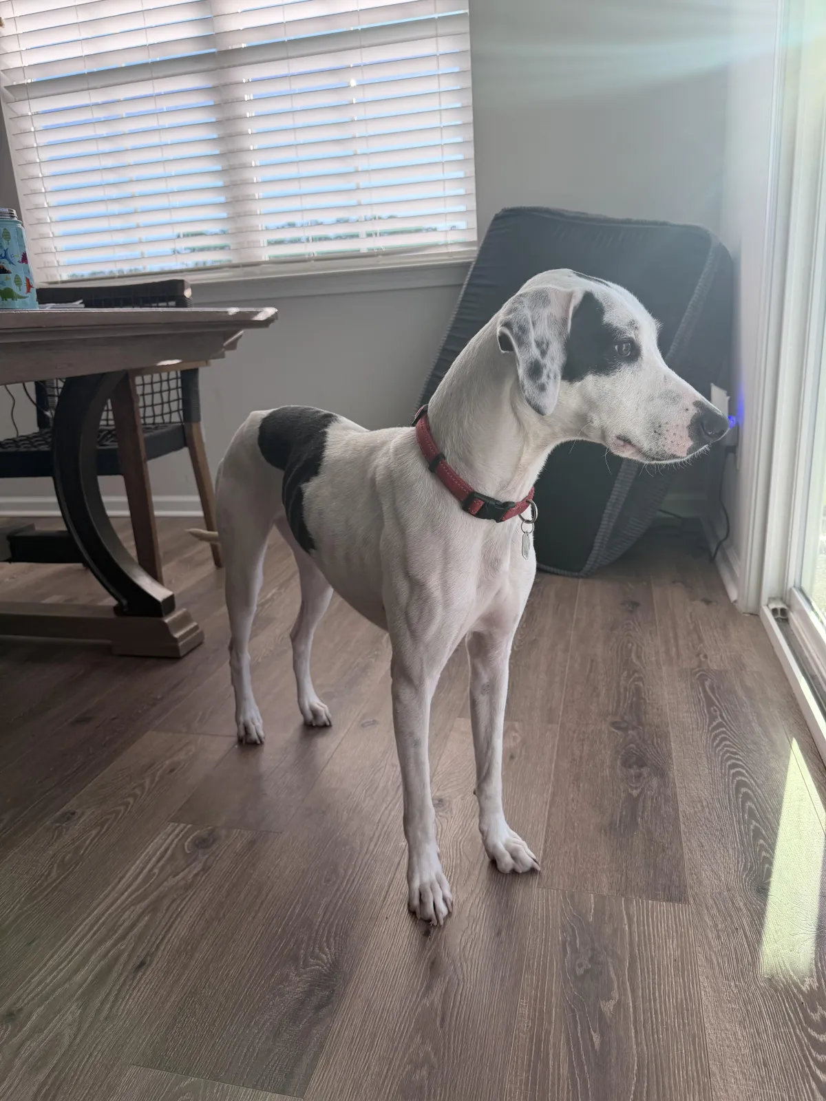 Cowboy the dog sitting attentively