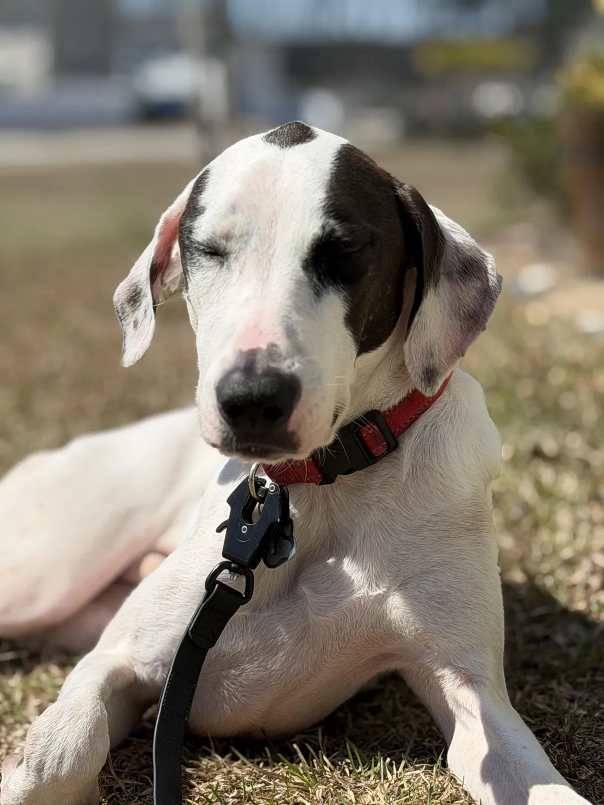 Cowboy K9 Mold Detection