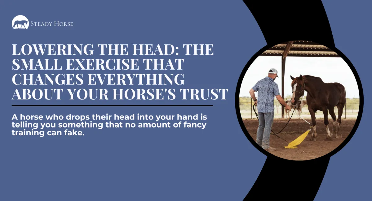 Lowering the Head: The Small Exercise That Changes Everything About Your Horse's Trust