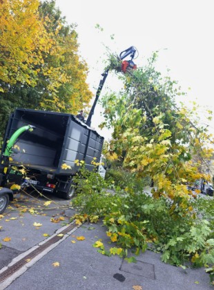 Baum- und Heckenpflege