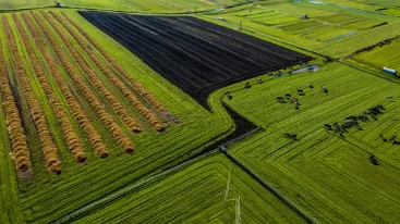 corn field under clear sky