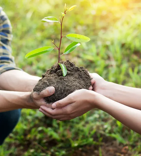 planting a tree