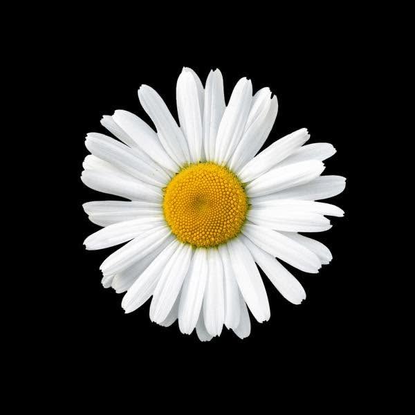 Dalia