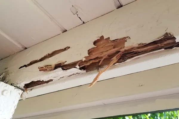 Are Termites Included in a Home Inspection? What is and Why Matters?