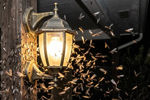 Wings and Live Termites — What to do Next?