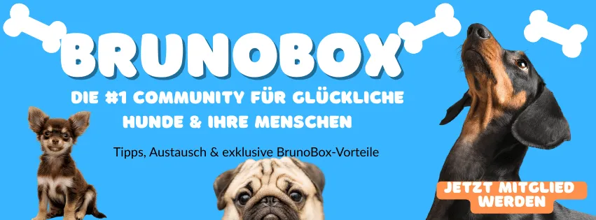 brunobox community 