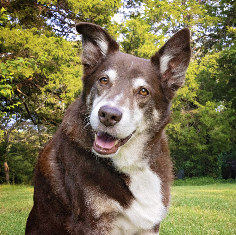 Ruddy looking toward the camera with an open-mouthed smile and green trees behind him.