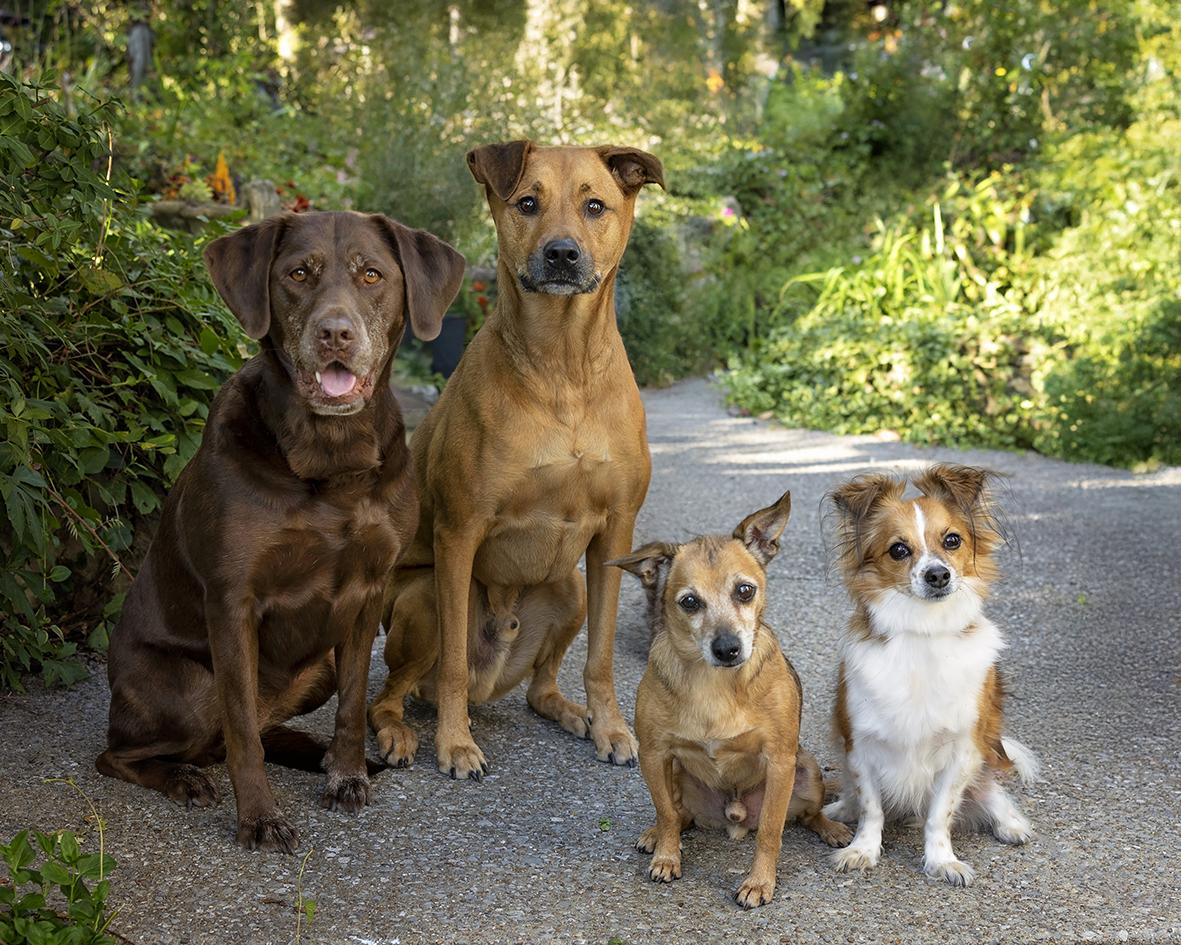 Four dogs sitting together on a path surrounded by greenery
