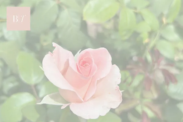 Single rose in the garden