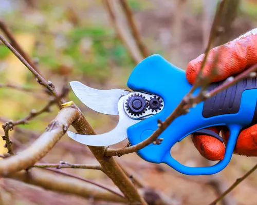 Pruning in Richmond