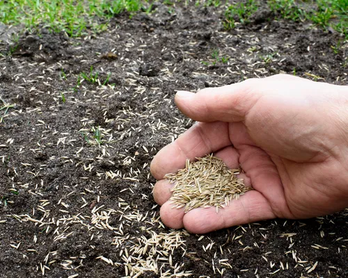 Over-seeding in Richmond