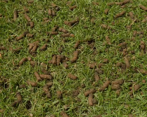 Aeration in Richmond